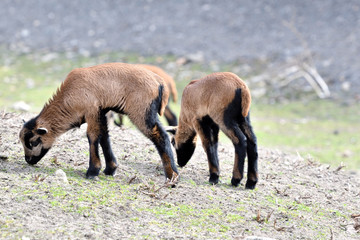 baa-lamb feeding and sucking milk from the sheep mother