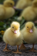 group of cute yellow fluffy ducklings in springtime, animal family concept
