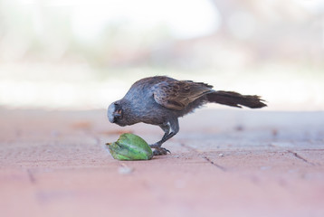 Apostle bird, known as a happy jack, looking at camera with it's green mango