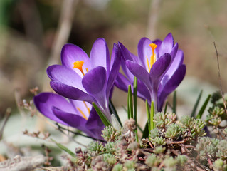 Flowering purple crocuses on flower bed