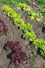 Top view of rows of red and green salad in the garden in spring