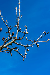 Close up view of a branch of a tree with spring sprouts against clear blue sky, good morning or hello spring background
