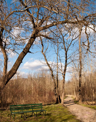 A bench next to a walking path in Frick Park in Pittsburgh, Pennsylvania in spring time