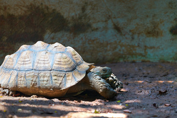 Turtle walking on mud soil with sun light and shady