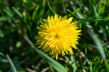 Close up view of a red blooming dandelion on a green meadow in spring