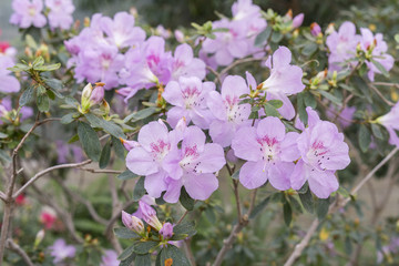 The camellia bush blooms with delicate purple flowers