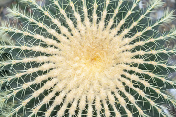 Green cactus with large needles close-up. View from above