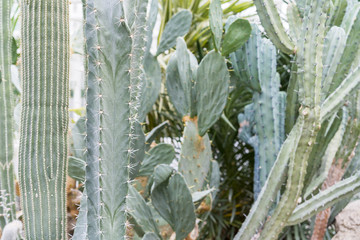 Grove of big green cactus