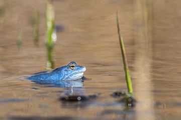 Male moor frogs turn into a bright blue at mating time. So they want to impress the females. It is a fantastic natural spectacle. Concept: animals and mating