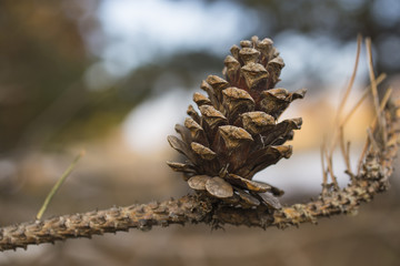 An old pine cone, on a tree. Lonely bump on the branch.