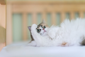 Obraz premium portrait of red grey and white cat lying on the bed