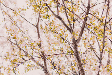 soft-tones pink and white spring blossoms on a tree with overcast sky