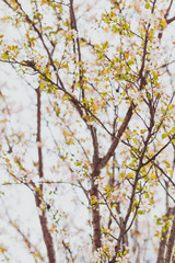 soft-tones pink and white spring blossoms on a tree with overcast sky
