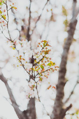 soft-tones pink and white spring blossoms on a tree with overcast sky