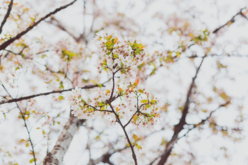 soft-tones pink and white spring blossoms on a tree with overcast sky