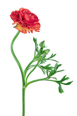 Fototapeta premium Red buttercup on a long leg