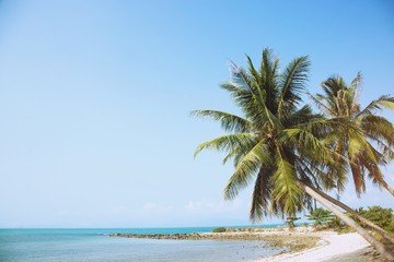 Naklejka na ściany i meble coconut palm trees farm Beachfront seaside Leave space copy write a message in the sky. beautiful summer tropical landscape background.