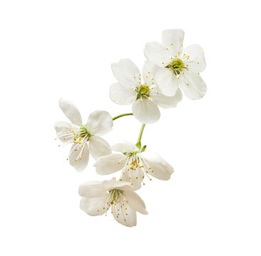 small twig with inflorescence of a white cherry isolated on a white background