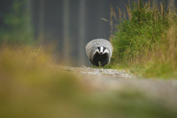 Portrait of European badger (Meles meles in his natural environment. Cute black and white mammal, autumn scenery from colorful forest. © Dusan