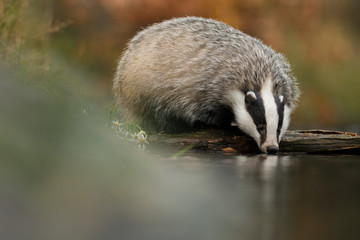 European badger (Meles meles - Eurasian badger) in his natural environment. Cute black and white mammal, bathing in the water. Badger walking and bathing in a river. © Dusan