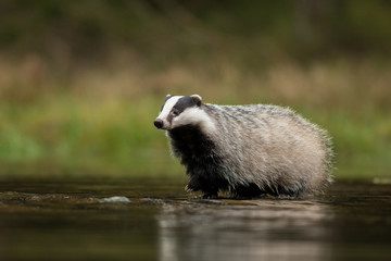 European badger (Meles meles - Eurasian badger) in his natural environment. Cute black and white mammal, bathing in the water. Badger walking and bathing in a river. © Dusan