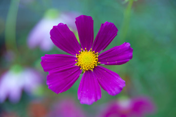 Fototapeta premium Cosmos bipinnatus lilac