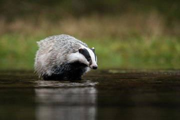 European badger (Meles meles - Eurasian badger) in his natural environment. Cute black and white mammal, bathing in the water. Badger walking and bathing in a river. © Dusan