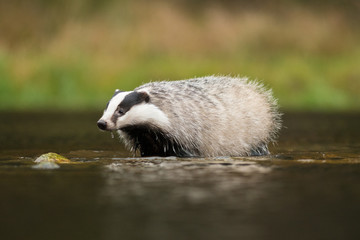 European badger (Meles meles - Eurasian badger) in his natural environment. Cute black and white mammal, bathing in the water. Badger walking and bathing in a river. © Dusan