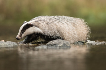 European badger (Meles meles - Eurasian badger) in his natural environment. Cute black and white mammal, bathing in the water. Badger walking and bathing in a river. © Dusan