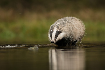 European badger (Meles meles - Eurasian badger) in his natural environment. Cute black and white mammal, bathing in the water. Badger walking and bathing in a river. © Dusan