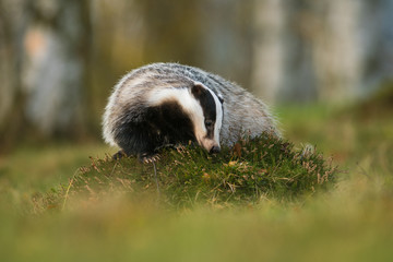 Portrait of European badger (Meles meles in his natural environment. Cute black and white mammal, autumn scenery from colorful forest.