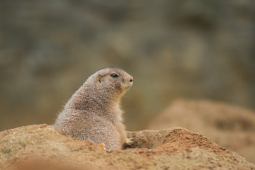 Black-tailed prairie dog, Cynomys ludvicianus in its natural environment. Portrait of a rodent with orange and brown fur and tail with a black tip.