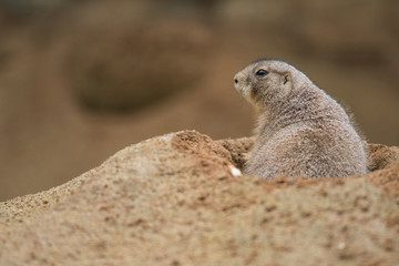 Black-tailed prairie dog, Cynomys ludvicianus in its natural environment. Portrait of a rodent with orange and brown fur and tail with a black tip.
