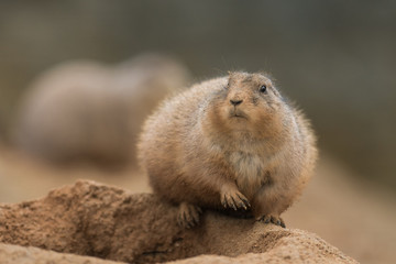 Black-tailed prairie dog, Cynomys ludvicianus in its natural environment. Portrait of a rodent with orange and brown fur and tail with a black tip.