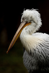 Portrait of dalmatian pelican, Pelecanus crispus. Picture of huge bird with curly nape feathers, grey legs and silvery-white plumage.