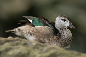 Portrait of cotton pygmy goose, cotton teal, Nettapus coromandelianus. A small perching duck with a glossy greenish black crown and a prominent black collar living in Pakistan, India and Bangladesh.