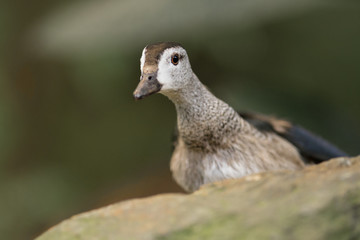 Portrait of cotton pygmy goose, cotton teal, Nettapus coromandelianus. A small perching duck with a glossy greenish black crown and a prominent black collar living in Pakistan, India and Bangladesh.