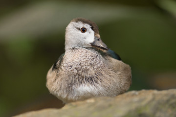 Portrait of cotton pygmy goose, cotton teal, Nettapus coromandelianus. A small perching duck with a glossy greenish black crown and a prominent black collar living in Pakistan, India and Bangladesh.