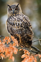 Portrait of Eurasian Eagle-owl, Bubo bubo with autumn forest in the background. Big owl with orange eyes and ears sitting on a tree in the natural habitat, orange beech leaves.