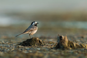 Portrait of white wagtail, Motacilla alba sitting on the ground in the spring morning. Cute black and white garden bird looking for food in its natural environment. Golden hour, blurry background.