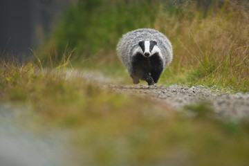 Portrait of European badger (Meles meles in his natural environment. Cute black and white mammal, autumn scenery from colorful forest.