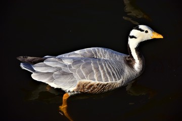 beautiful white duck in the water