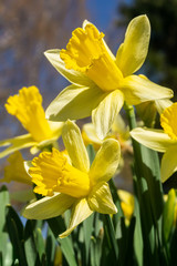 Lent lily - Narcissus pseudonarcissus