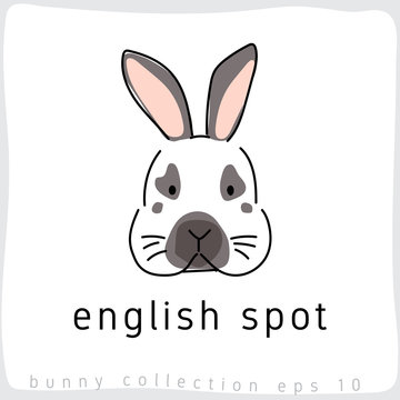English Spot : Rabbit Breed Collection : Vector Illustration