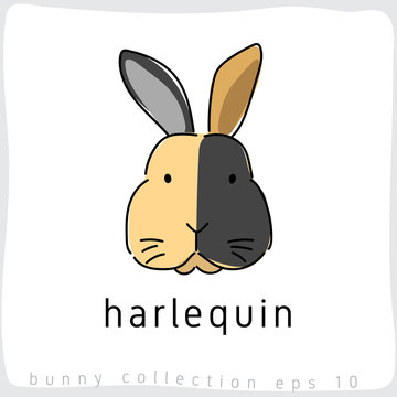 Harlequin : Rabbit Breed Collection : Vector Illustration