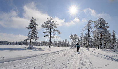 Woman cross country skiing  in Norway