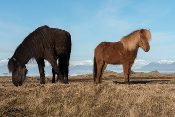 Icelandic horses. Is a local animal of Iceland.