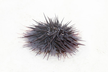 Sea urchin close-up