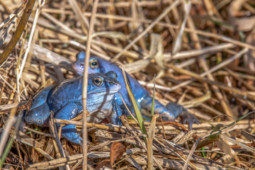 Male moor frogs have dyed blue at mating season and are sitting on land in reeds. Concept: animals and mating