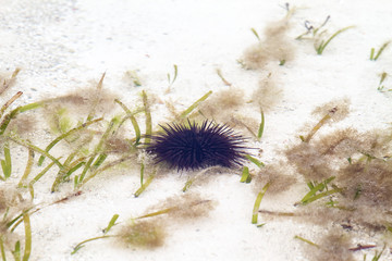 Sea urchin close-up over white sand in Indian Ocean